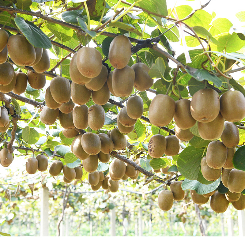 【原产地】猕猴桃树苗