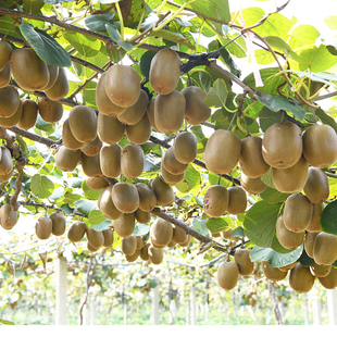 正品四川黄心绿心红心猕猴桃苗南方种植树苗水果树果苗弥猴桃苗树