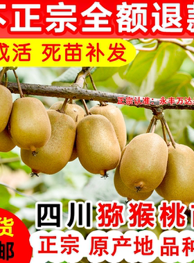 四川红心猕猴桃苗水果树南方种植猕猴桃树果苗软枣子树苗弥猴桃苗