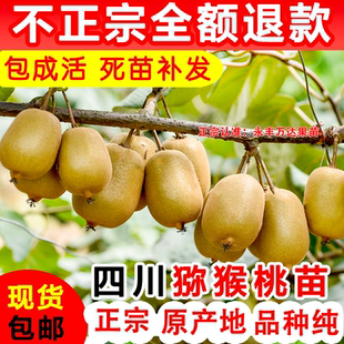 四川红心猕猴桃苗水果树南方种植猕猴桃树果苗软枣子树苗弥猴桃苗