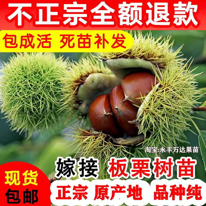 【产地现挖】板栗树苗