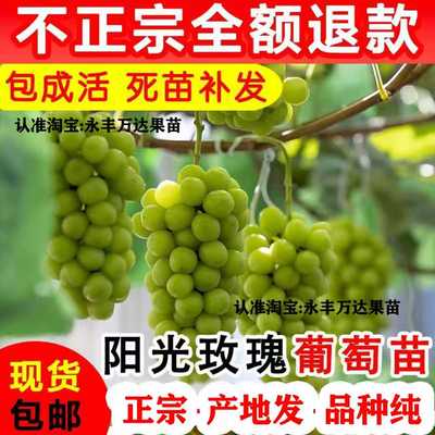 正宗四川阳光玫瑰葡萄树苗巨峰南方种植北方耐寒爬藤果树果苗大全