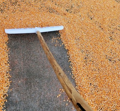 下雨收晒稻谷粮不用扫推花生板塑料胶铲免扫玉米粒刮板耙子铲牛屎