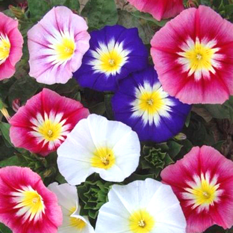 三色旋花种子 易活草本植物 宿根花卉耐旱朝颜庭院阳台盆栽花种籽