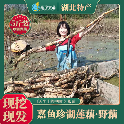 珍湖雪煨汤野藕莲藕湖北特产