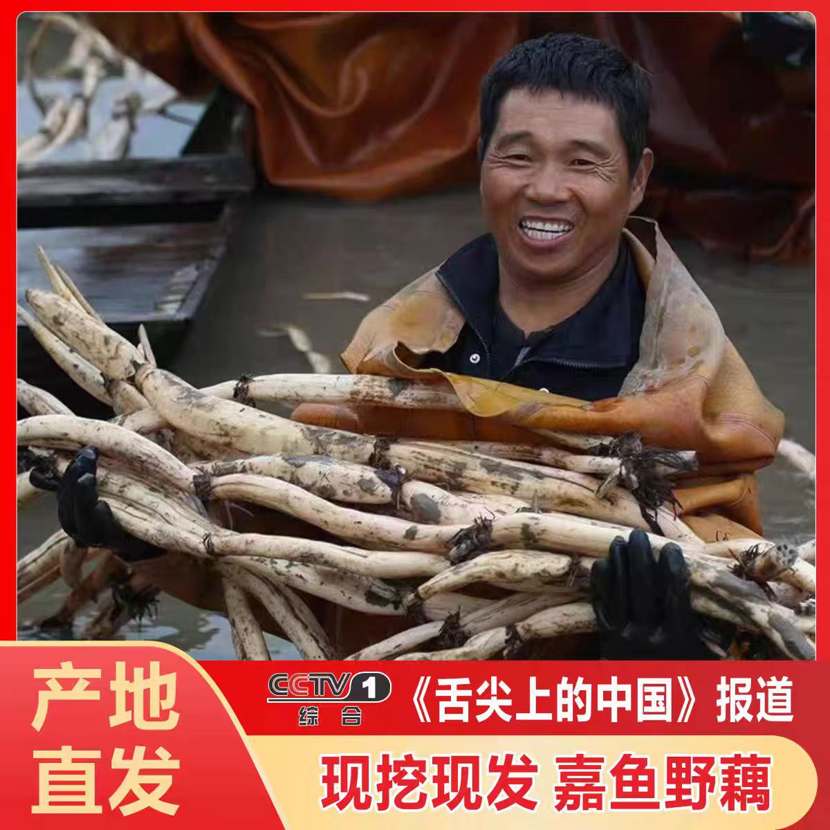 珍湖雪煨汤野藕莲藕湖北特产