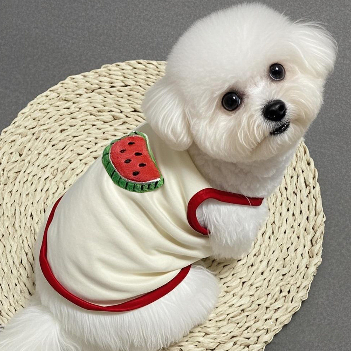 狗狗衣服纯棉宠物夏季薄款泰迪比熊约克夏可爱防掉毛小型犬猫背心