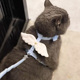 猫咪牵引绳防挣脱外出专用神器遛猫绳兔子小狗链子可调节宠物用品