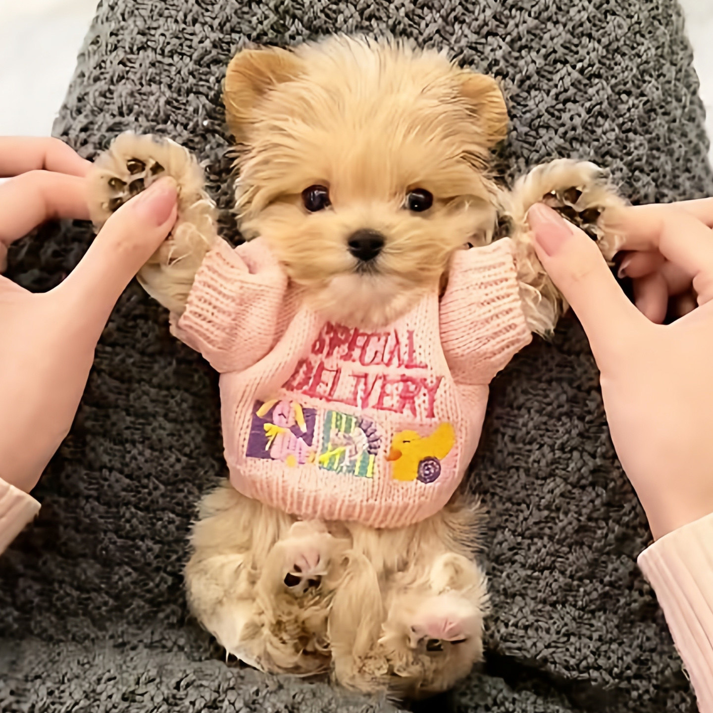 奶狗衣服秋冬款可爱保暖茶杯犬泰迪比熊博美奶猫幼猫超小可爱毛衣