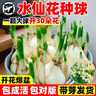 漳州水仙花种球水培盆栽植物带花苞室内水养冬季 花卉郁金香年宵花