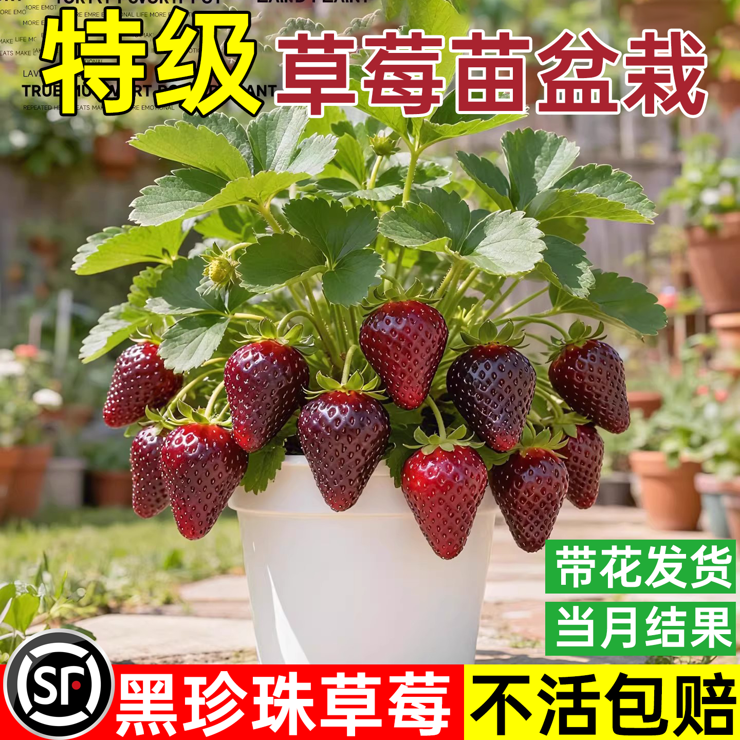 黑珍珠特级草莓苗奶油红颜草莓苗秧大棚种植草莓苗盆栽当年结大果