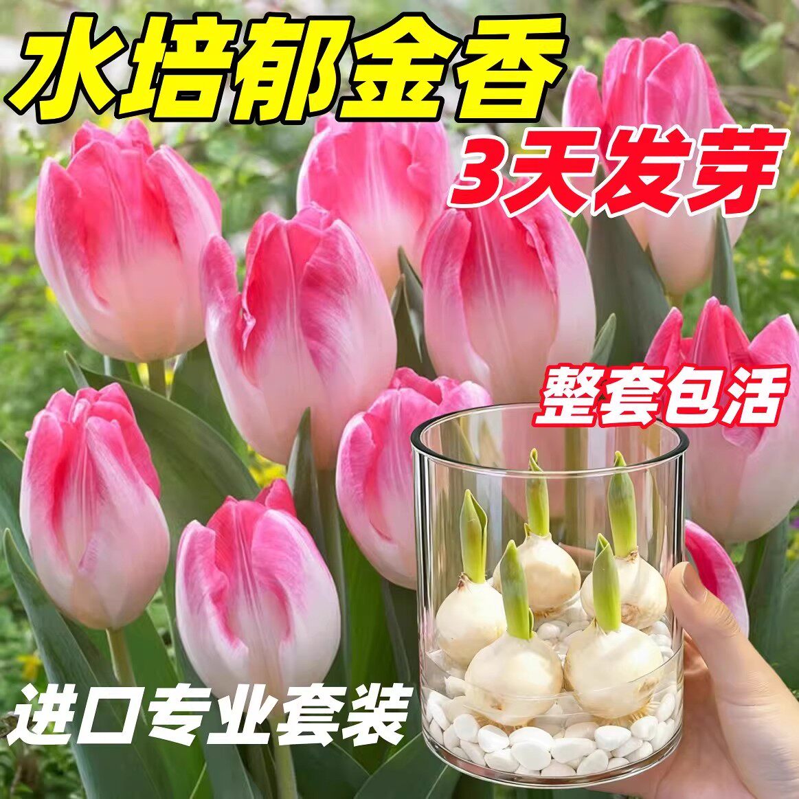 荷兰进口郁金香种球水培种子原生五度球地栽土培室内外耐寒花卉植