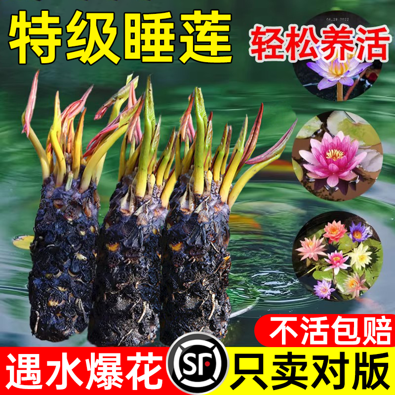 特级睡莲水培植物带花苞四季水养荷花水莲花盆栽水池塘大睡莲根块