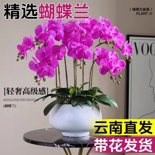 蝴蝶兰带花盆栽带花苞特大号花卉水培绿植物办公室内客厅四季好养