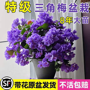 新品三角梅盆栽开花四季花卉爆花耐热好养绿植庭院阳台爬藤植物