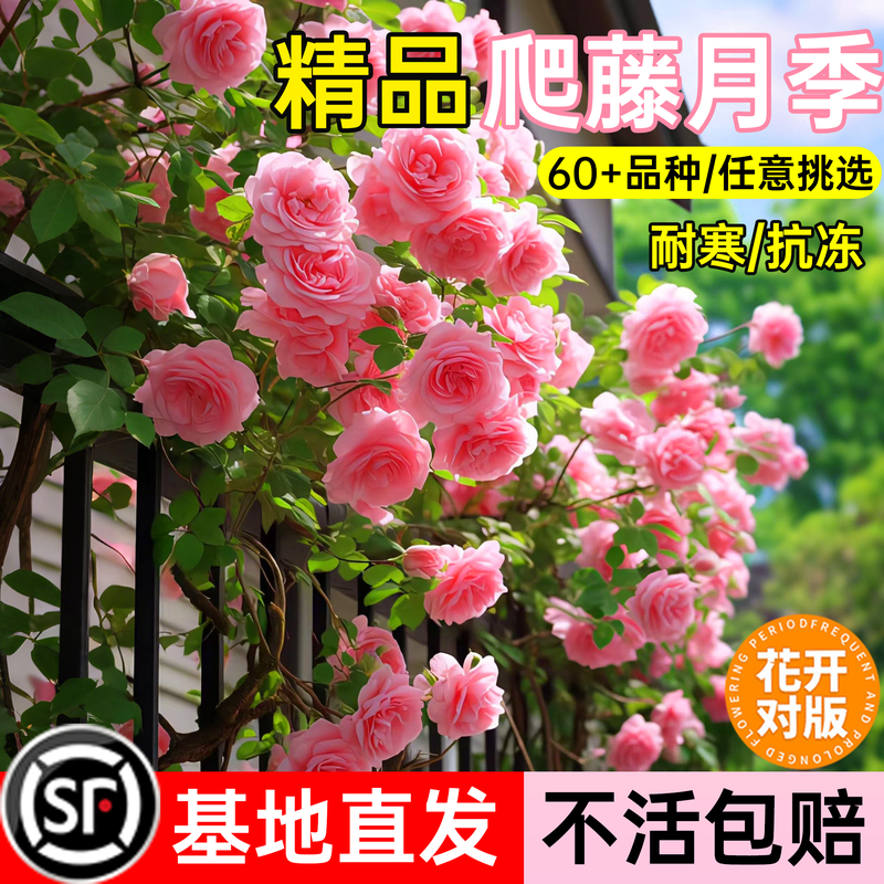 月季花苗四季开花蔷薇花苗爬藤四季好养室外庭院阳台特大花卉绿植,鲜花速递/花卉仿真/绿植园艺,月季/蔷薇/玫瑰,淘宝优惠券,粉丝福利购,淘宝优惠卷