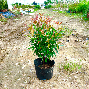 红车树苗庭院园林绿化工程四季常青红鳞蒲桃植物篱笆围墙乔木绿篱