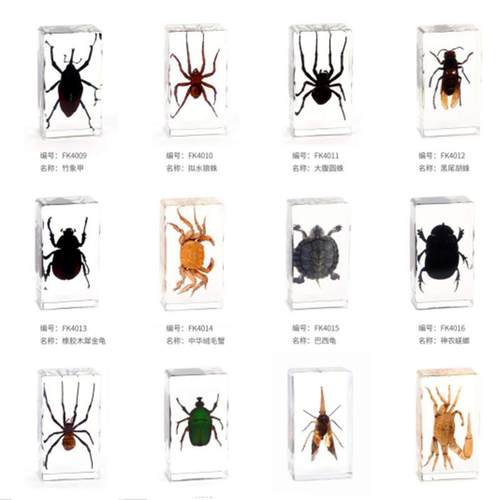 昆虫标本真虫独角仙素材模板 昆虫标本真虫独角仙图片下载 小麦优选