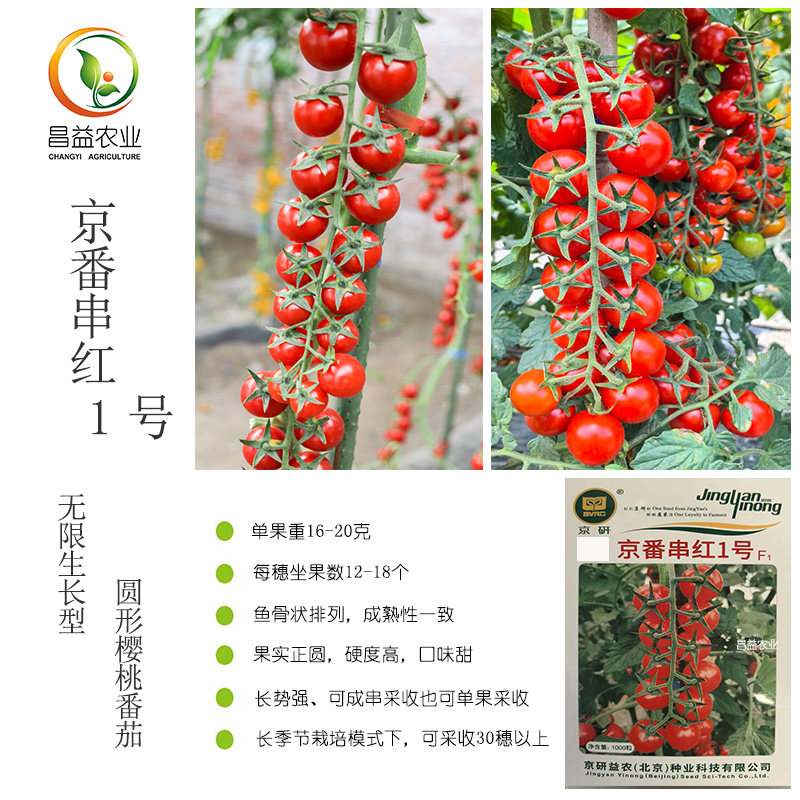 京番串红1号红色串收樱桃番茄种子 京研硬度好高甜串收西红柿种子