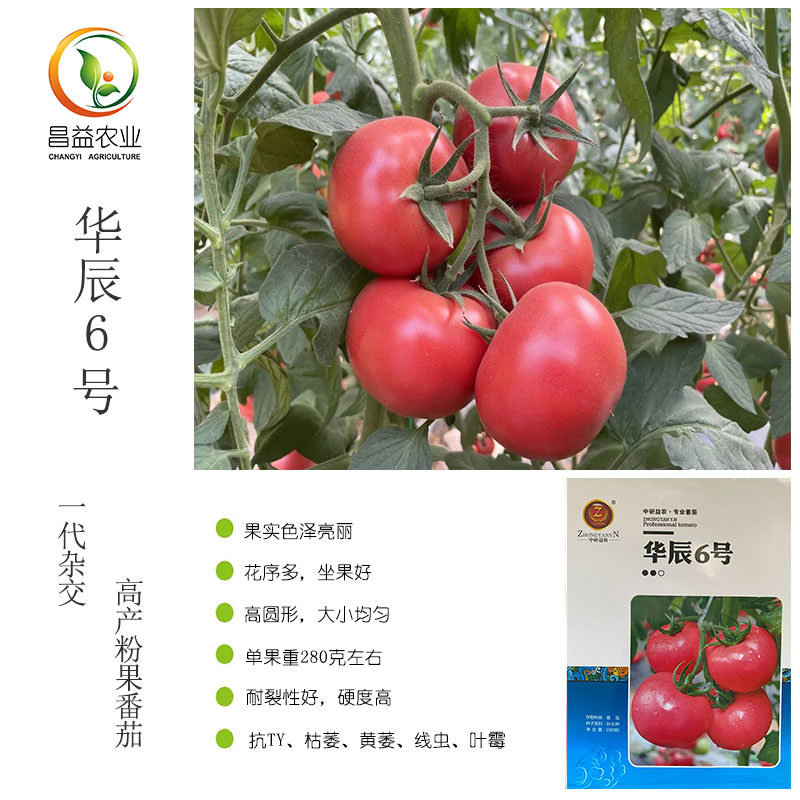 华辰6号粉果番茄种子 中研益农果型高圆耐裂抗病性强西红柿种子