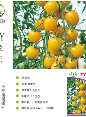 TY金典黄色樱桃番茄种子 富菜园黄色圆形高糖高产抗病毒圣女果种