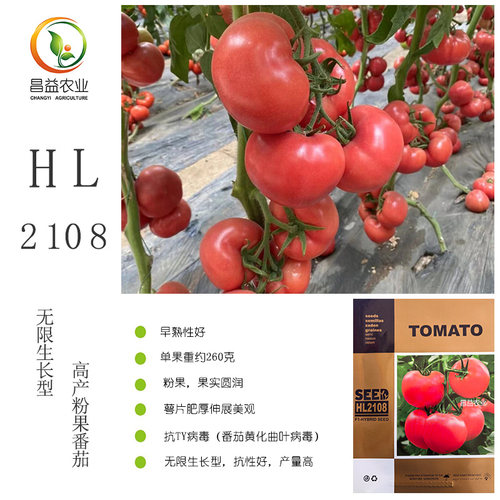 HL2108粉果番茄西红柿种子