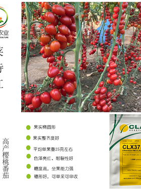 莱特红1号红色樱桃番茄种子 法国CLAUSE红色小西红柿番茄种子