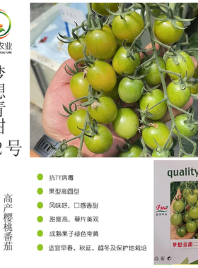 梦想青甜二号绿色樱桃番茄种子宏伟抗TY口感香甜糖度高绿色小番茄