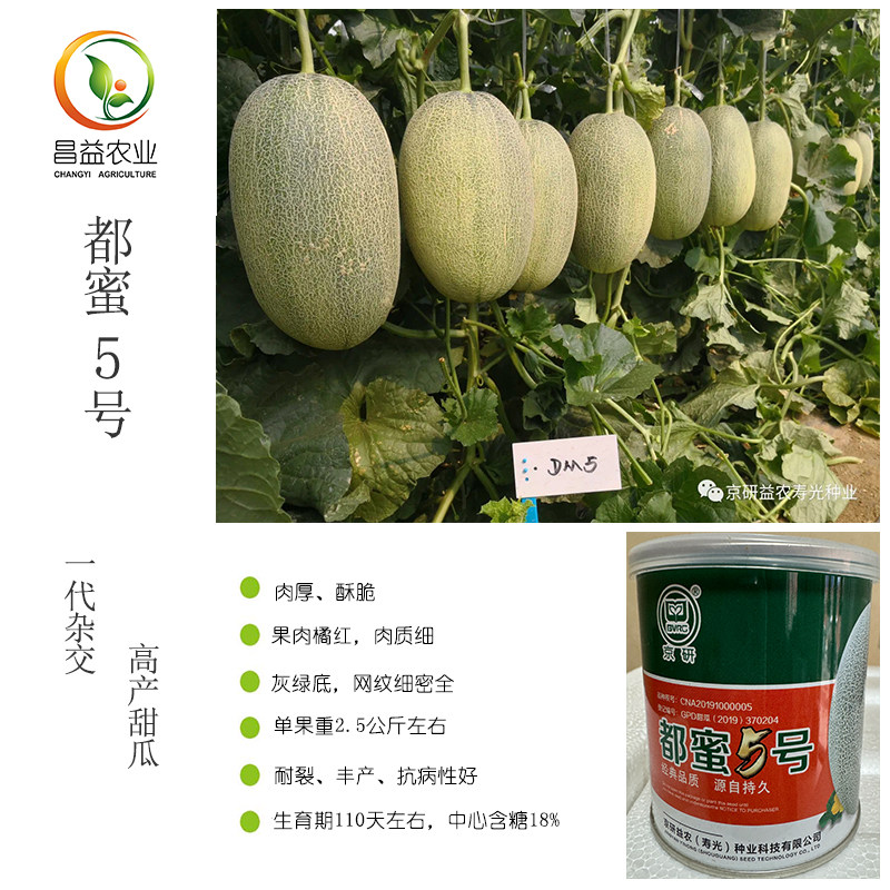 都蜜5号甜瓜哈密瓜网纹瓜种子 京研益农哈密瓜香瓜高产甜瓜种子