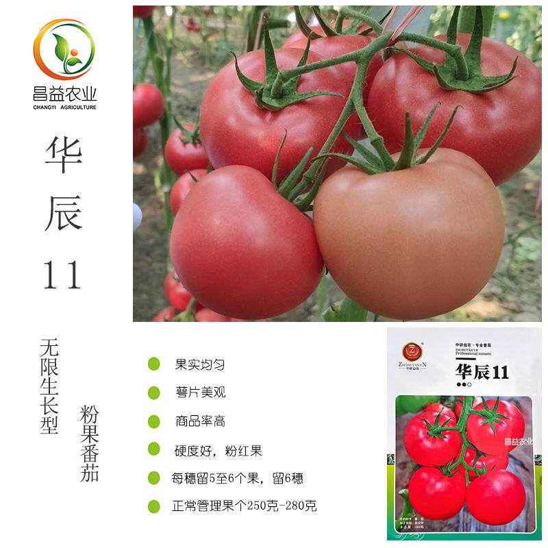 华辰11粉果番茄种子北京中研益农西红柿种籽春秋硬度好大番茄种子