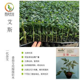 上海惠和艾斯番茄嫁接砧木抗青枯死棵线虫西红柿专用嫁接砧木抗性