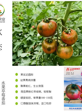 绿亨秋恋草莓番茄种子