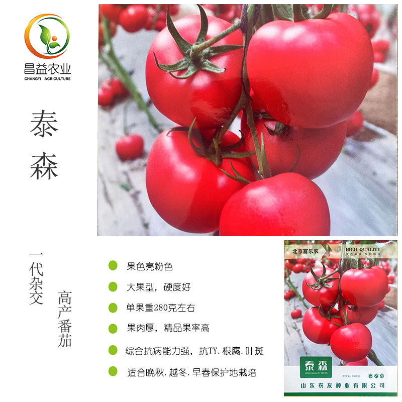 泰森越冬抗病毒抗死棵硬粉番茄种子 金辉2198 冠群七号同类型种子