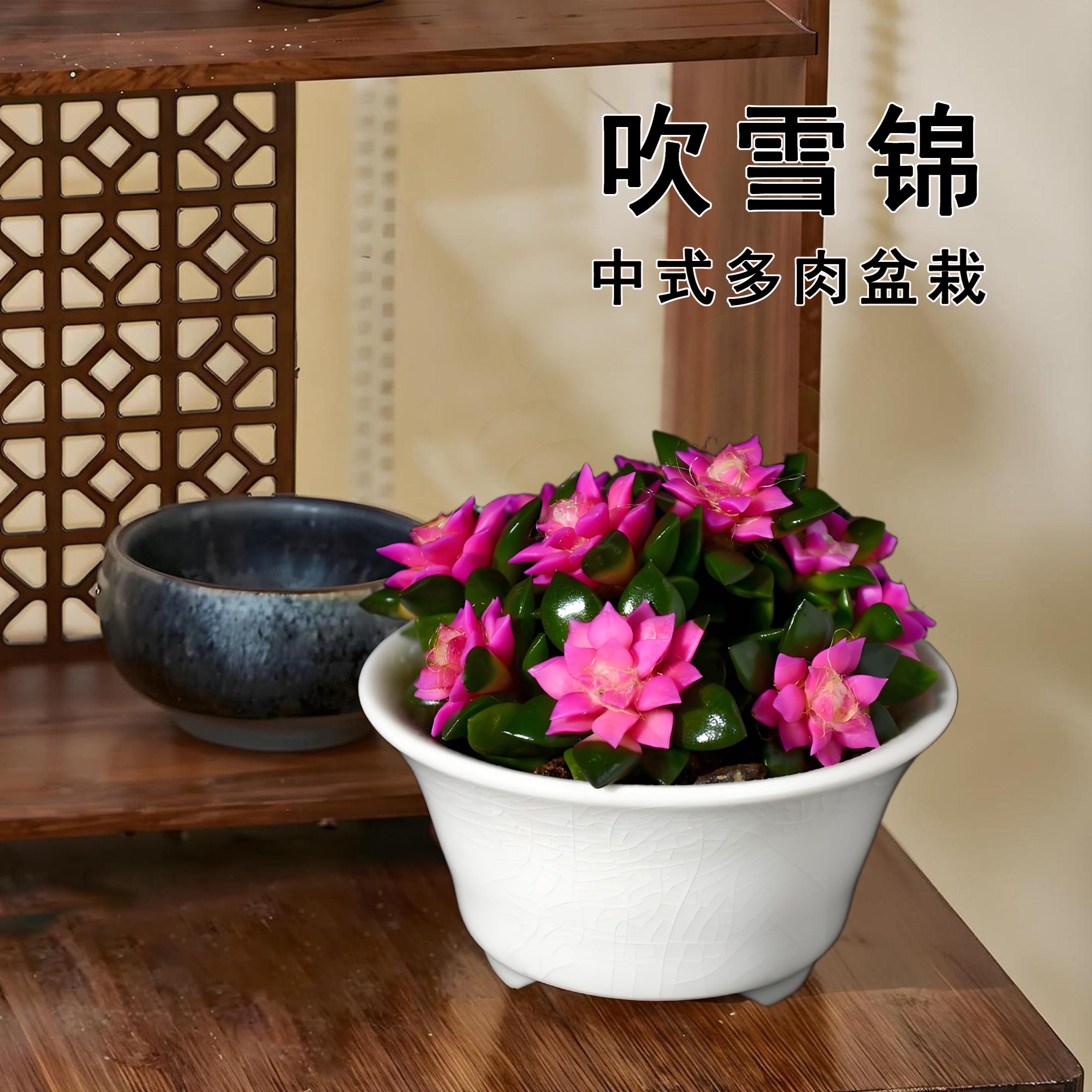 吹雪锦室内花卉盆栽高端多肉好养