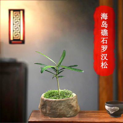 罗汉松绿植小盆栽好养精品盆景