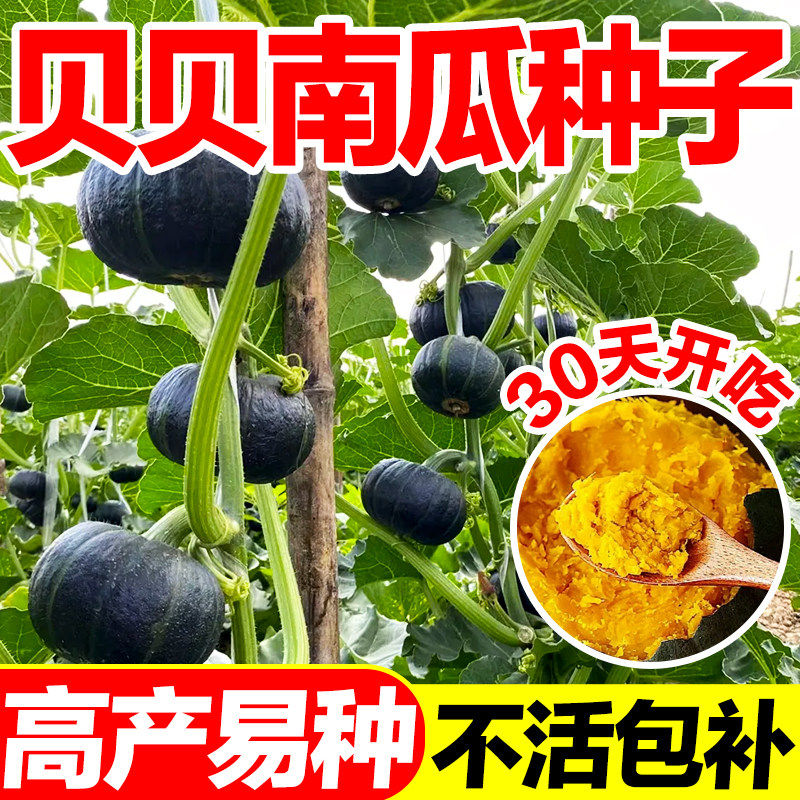 贝贝南瓜种子小南瓜籽种子四季庭院高产甜糯蔬菜种籽子板栗绿贝贝