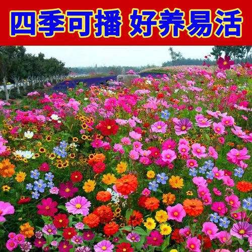 野花组合花种子室外矮生花种籽子四季播种格桑花开花庭院种孑大全