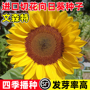文森特II 精选 橙色黑芯清新盆栽日本进口切花向日葵种子鲜花