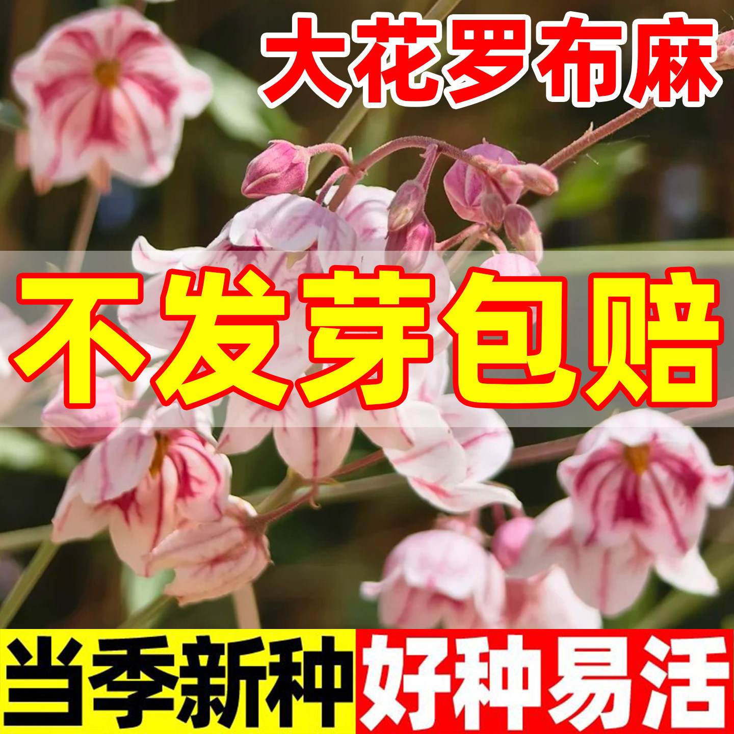 大花罗布麻种子可泡茶耐寒耐旱花种籽春秋大叶白麻野麻新疆罗布麻