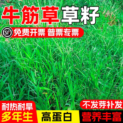 巴根草牛筋草种子铁线草护坡草籽爬地防水土流失草狗牙根护坡种子