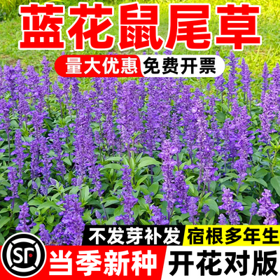 蓝花鼠尾草种子室外庭院耐寒花籽四季种籽孑盆栽紫花易活一串兰花