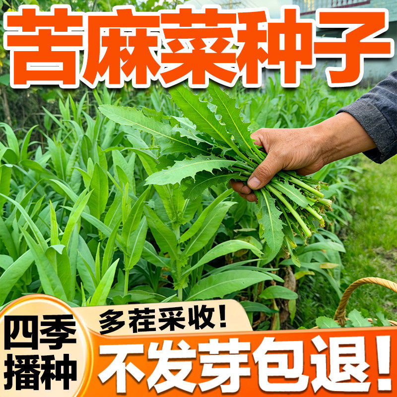 苦麻菜种子荬菜野苦菜取麻菜苦葛麻曲麻菜苣苦麦菜种籽蔬菜种子