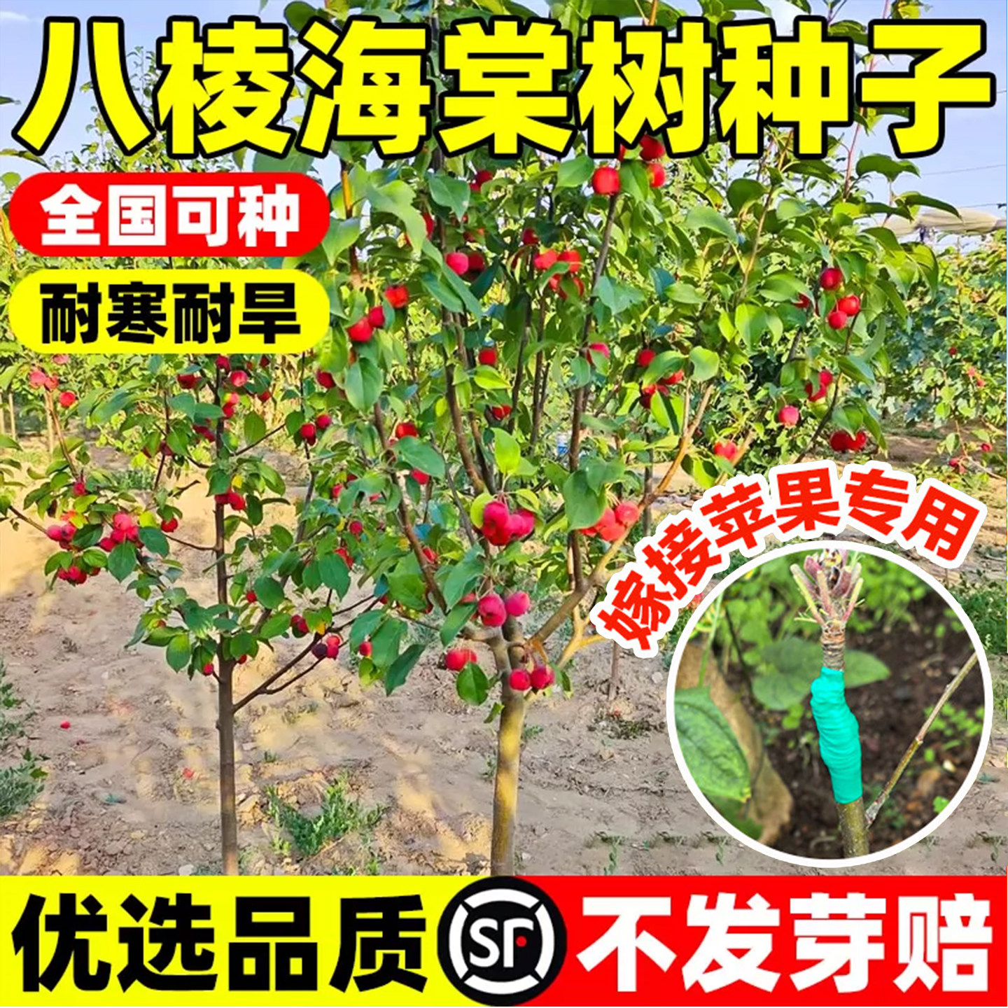 八棱海棠种子海棠花种子海棠籽嫁接苹果砧八棱海棠树种子林木种子