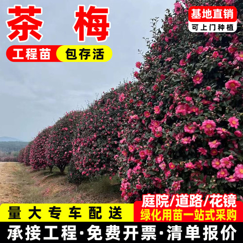 成都茶梅茶花庭院园林绿化工程苗木树苗花园植物四季常绿冬天开花