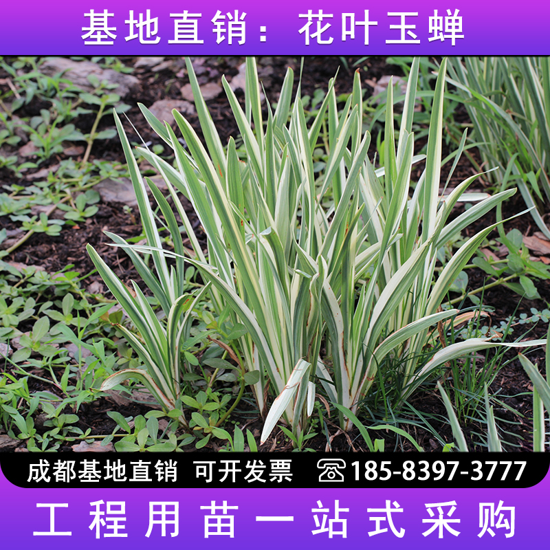 花叶玉蝉草苗庭院绿化工程