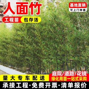 竹子盆栽地栽人面竹琴丝竹熊猫竹慈孝竹棕竹紫竹黄竹罗汉竹成都苗