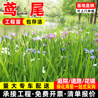 成都鸢尾花苗德国鸢尾紫花红花蓝花庭院绿化工程苗多年生园林造景