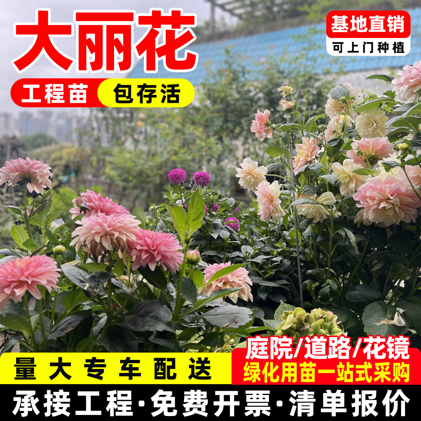 大丽花盆栽带花苞多季开花阳台庭院好养花卉矮化小丽菊花苗工程