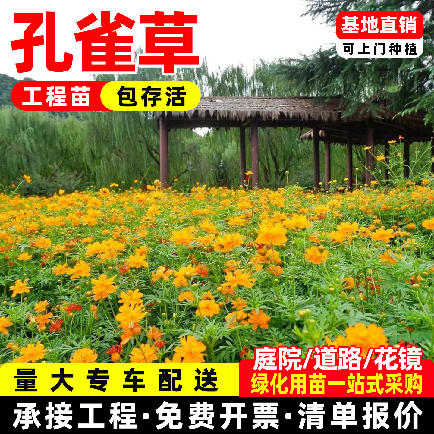 孔雀草花卉盆栽时令草本美观庭院园林绿化工程苗成都基地