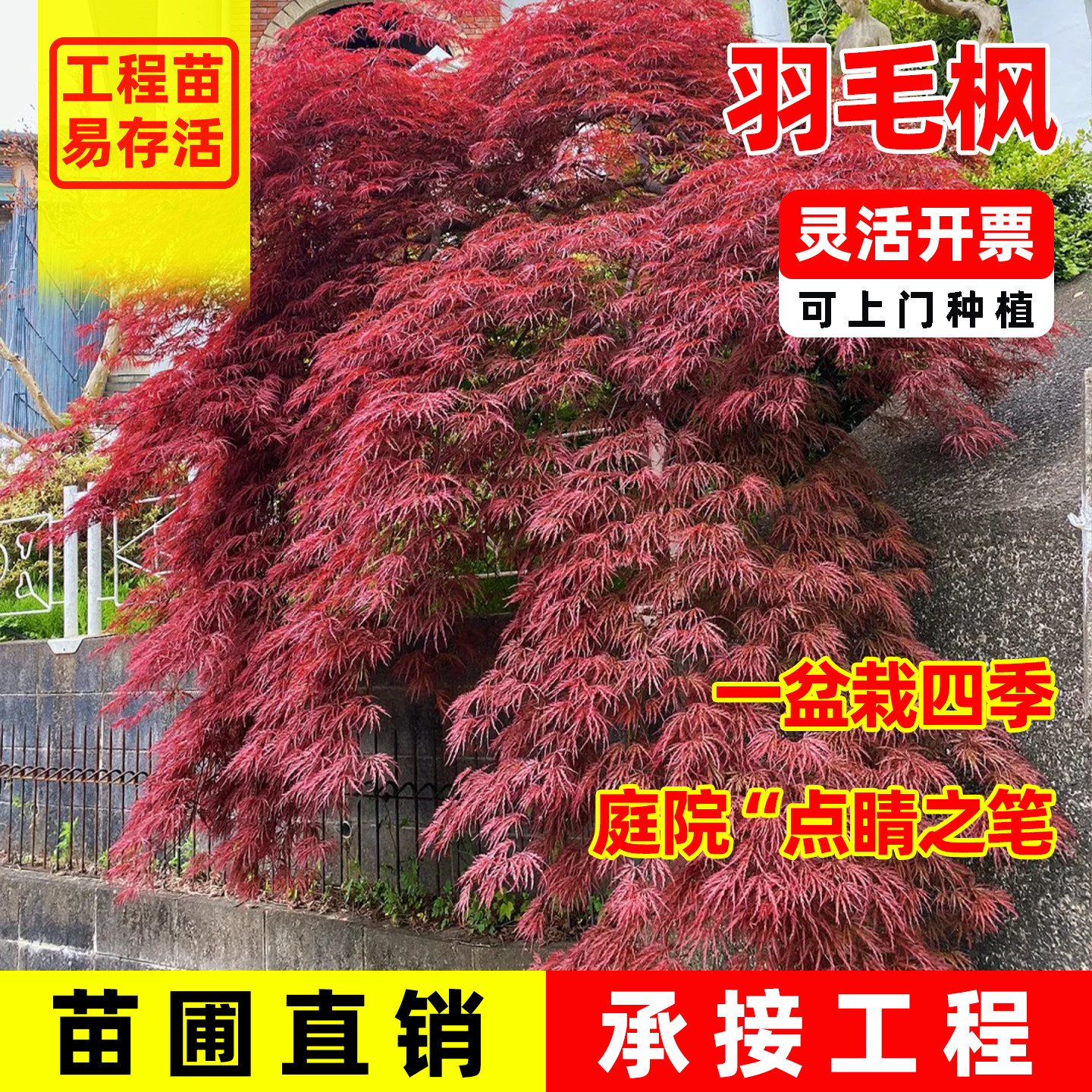羽毛枫树苗庭院绿化风景树红枫羽毛枫苗盆景嫁接盆栽大型红羽毛枫